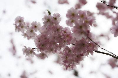 Close-up of pink cherry blossoms in spring