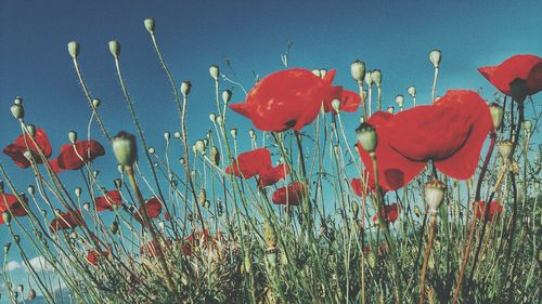 Full frame shot of red flowers blooming in field