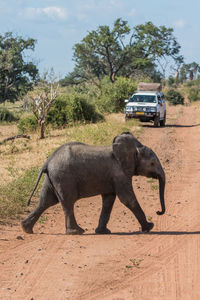 Side view of playful african elephant calf crossing dirt road