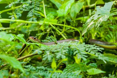 Close-up of lizard on plant