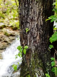 Close-up of tree trunk