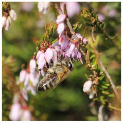 Close-up of butterfly pollinating on flower