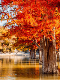 Scenic view of lake during autumn