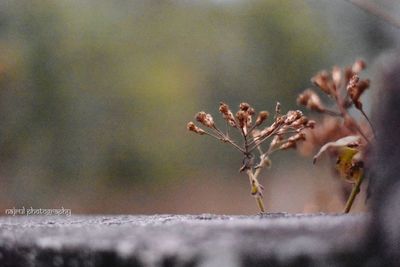 Close-up of plant