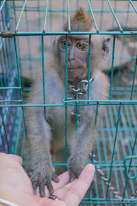 Cage portrait of human hands