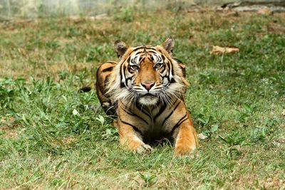 Cat sitting on grass