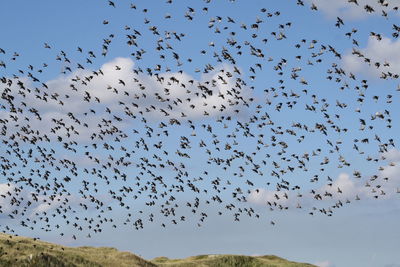 Low angle view of birds flying in sky