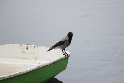 Crow in the nature, near water