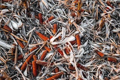 Full frame shot of dry leaves on field