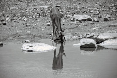 Deer drinking water from lake