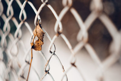 Close-up of spider on chainlink fence