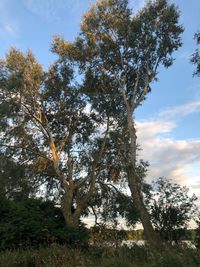 Low angle view of trees against sky