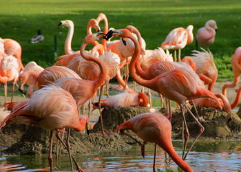 Flock of birds in water