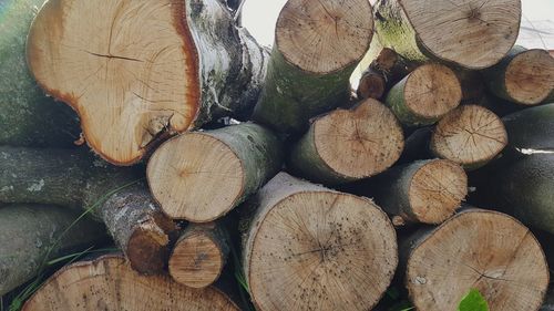 Full frame shot of logs in forest