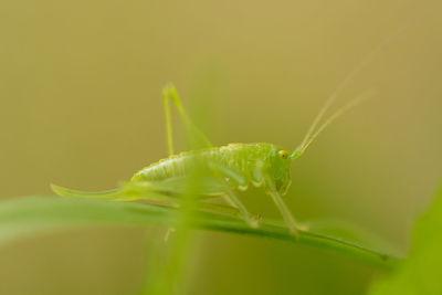 Close-up of insect on leaf