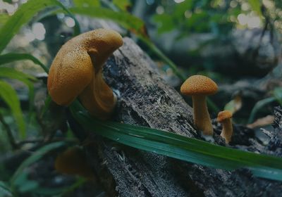 Close-up of mushroom growing in forest