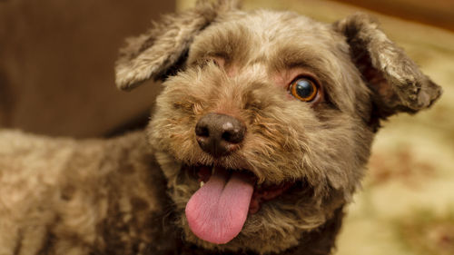 Close-up portrait of dog