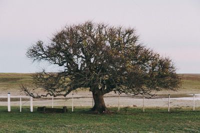 Tree on field against clear sky