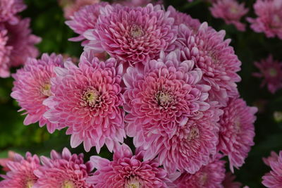 Close-up of pink flowers blooming outdoors