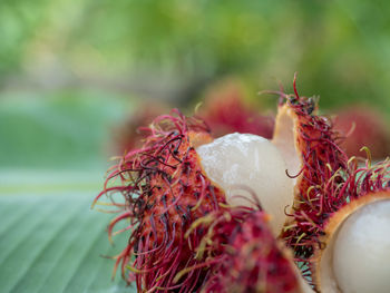 Close-up of red fruit on table