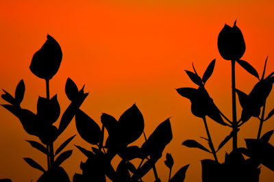 Close-up of silhouette plant against orange sky