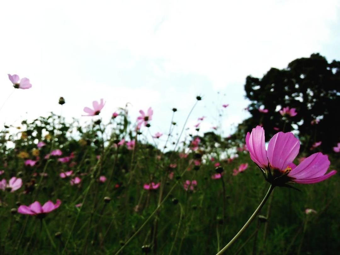 PINK FLOWERS BLOOMING AGAINST SKY