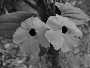 Close-up of white flowers blooming outdoors