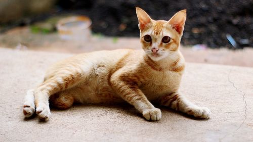 Portrait of ginger cat sitting outdoors