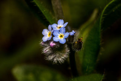 Close-up of honey bee on flower