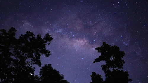 Low angle view of silhouette trees against star field at night