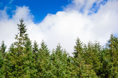 Low angle view of trees against sky