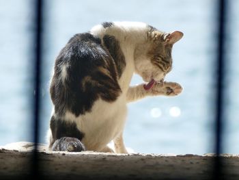 Close-up of cat sitting outdoors