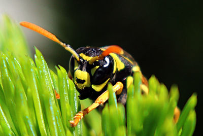 Close-up of insect on plant