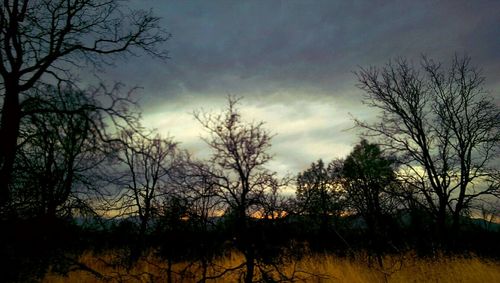 Bare trees on landscape against cloudy sky