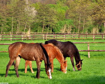 Horses grazing on grassy field