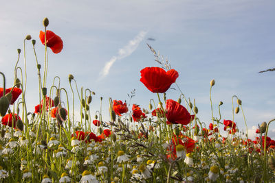 Close-up of red poppies growing on field against sky