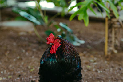Close-up of rooster on land