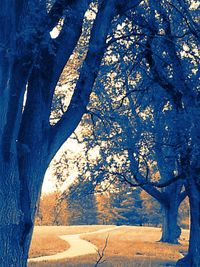 Bare trees against sky