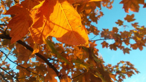 Low angle view of maple leaves on tree