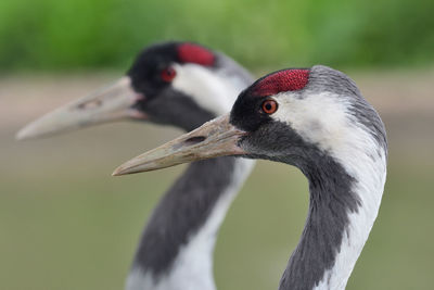 Head shot of a pair of common cranes 