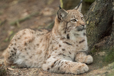 View of a cat looking away