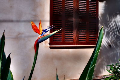 Close-up of flowers against blurred background