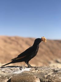 Bird on rock