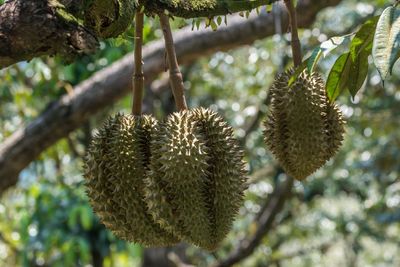 Close-up of fruit growing on tree