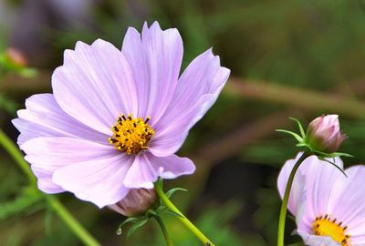 Close-up of pink cosmos flower