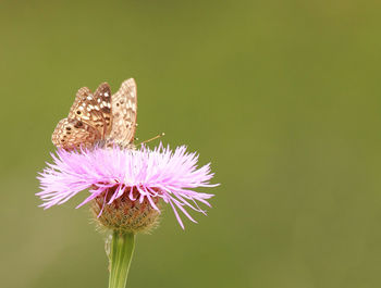 Close-up of butterfly pollinating on pink flower