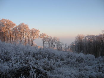 Trees against clear sky during winter