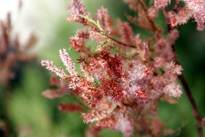 Close-up of red flower growing on tree