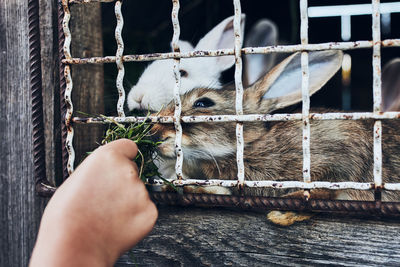 Child feeding rabbits sitting in hutch on farm. child hand holding grass while feeding rabbits