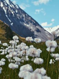 Close-up of white flowering plants on field